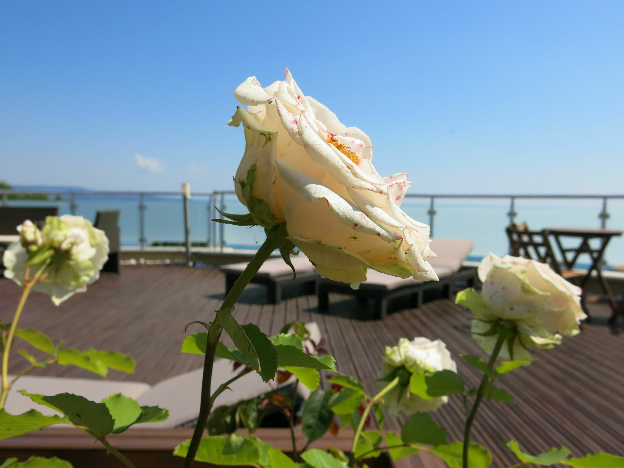 Family Hotel Albizia Beach Varna Eksteriør billede